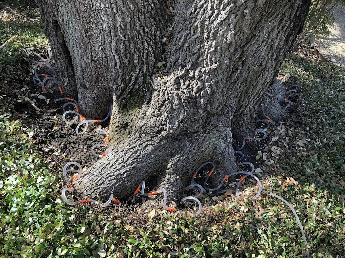 Detailed Shrub and Hedge Trimming job site in Black Eagle